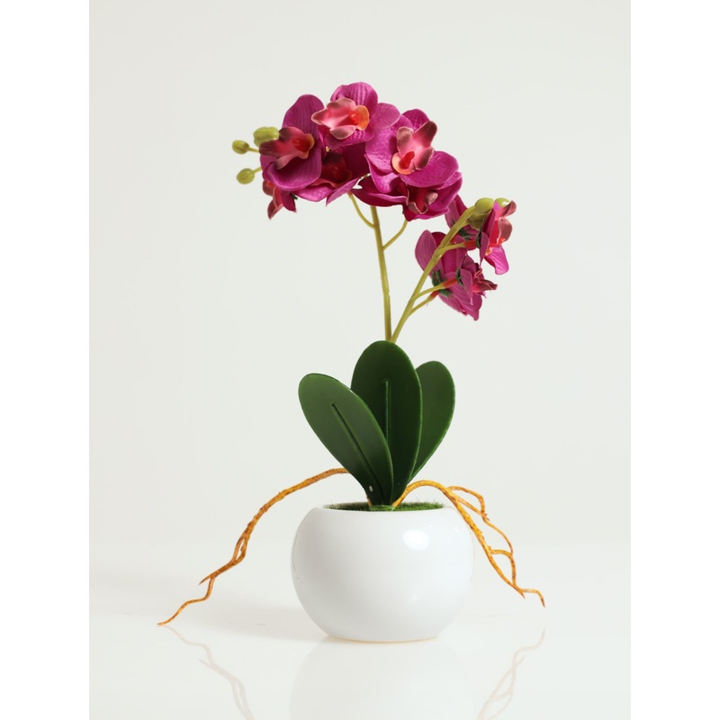 25cm Orchid In Pot