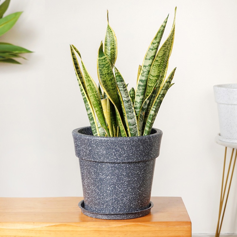 Planterra Grey Planter With Plate 10x9 Inch